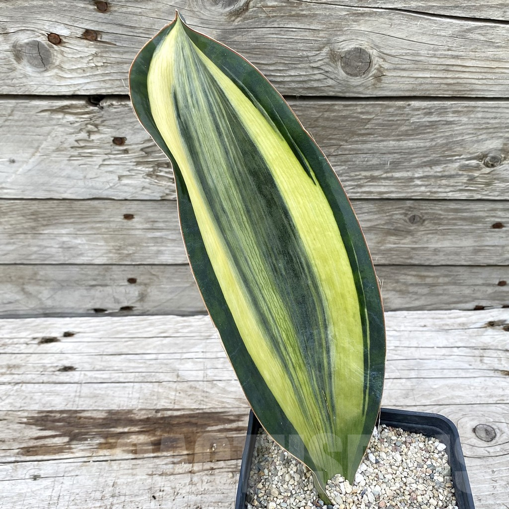 SH6541 Sansevieria ‘Masoniana’ white - Image 2