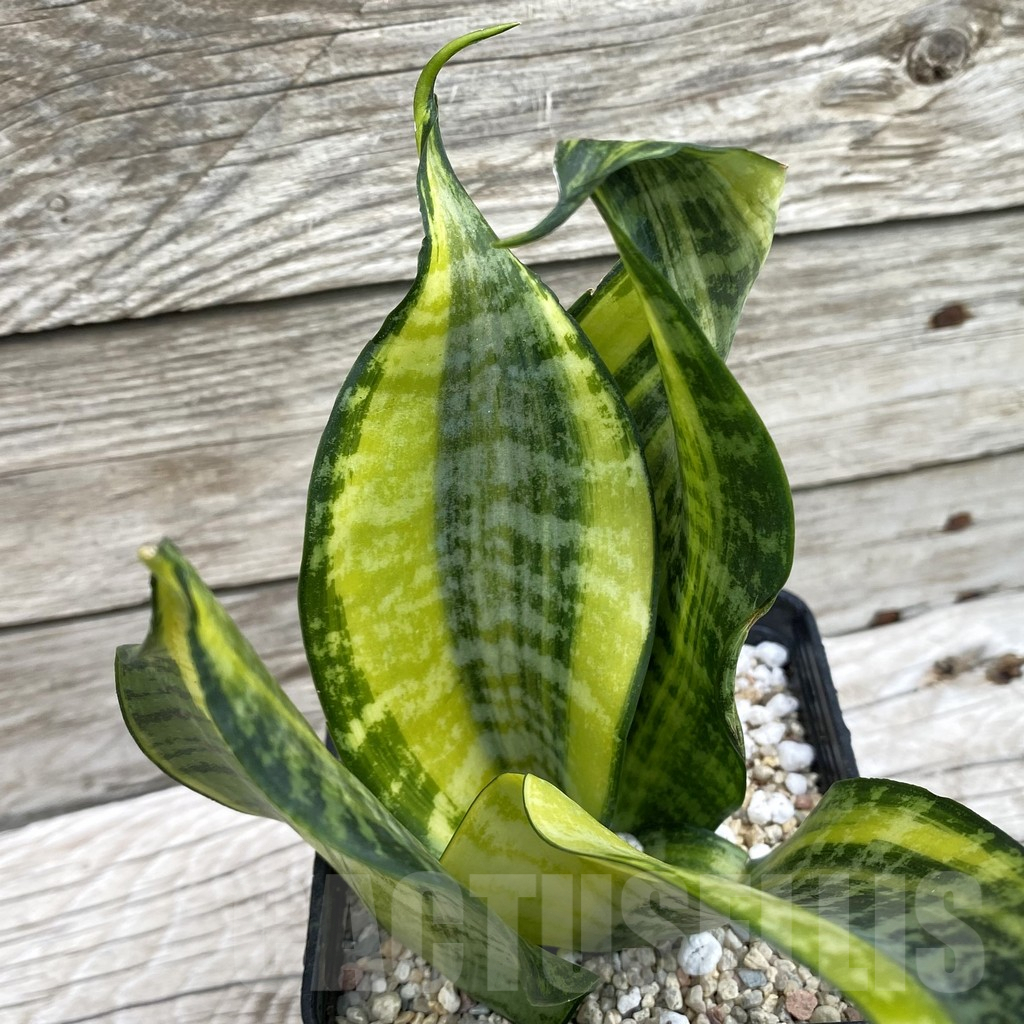 SH6592 Sansevieria ‘Futura Gold’