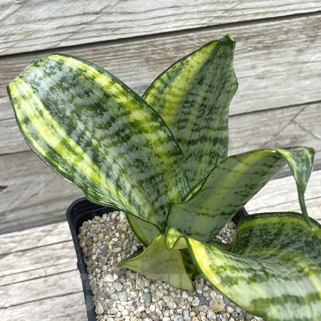 SH6593 Sansevieria ‘Futura Gold’