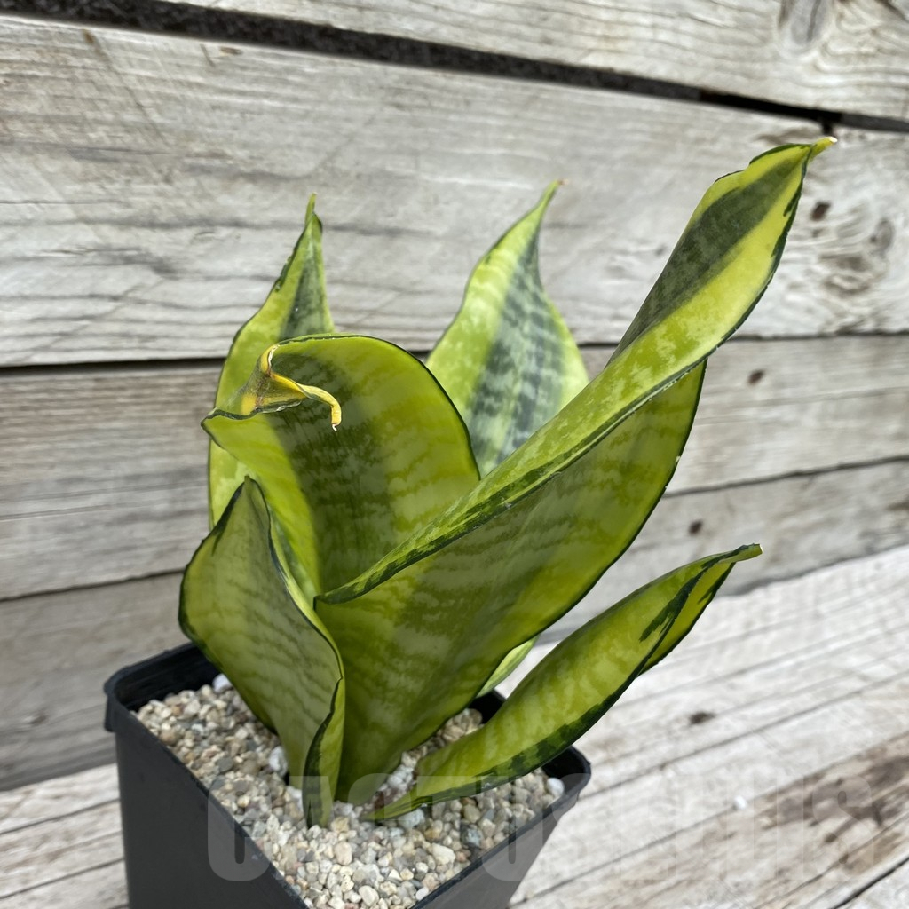 SH6595 Sansevieria ‘Futura Gold’ - Image 2
