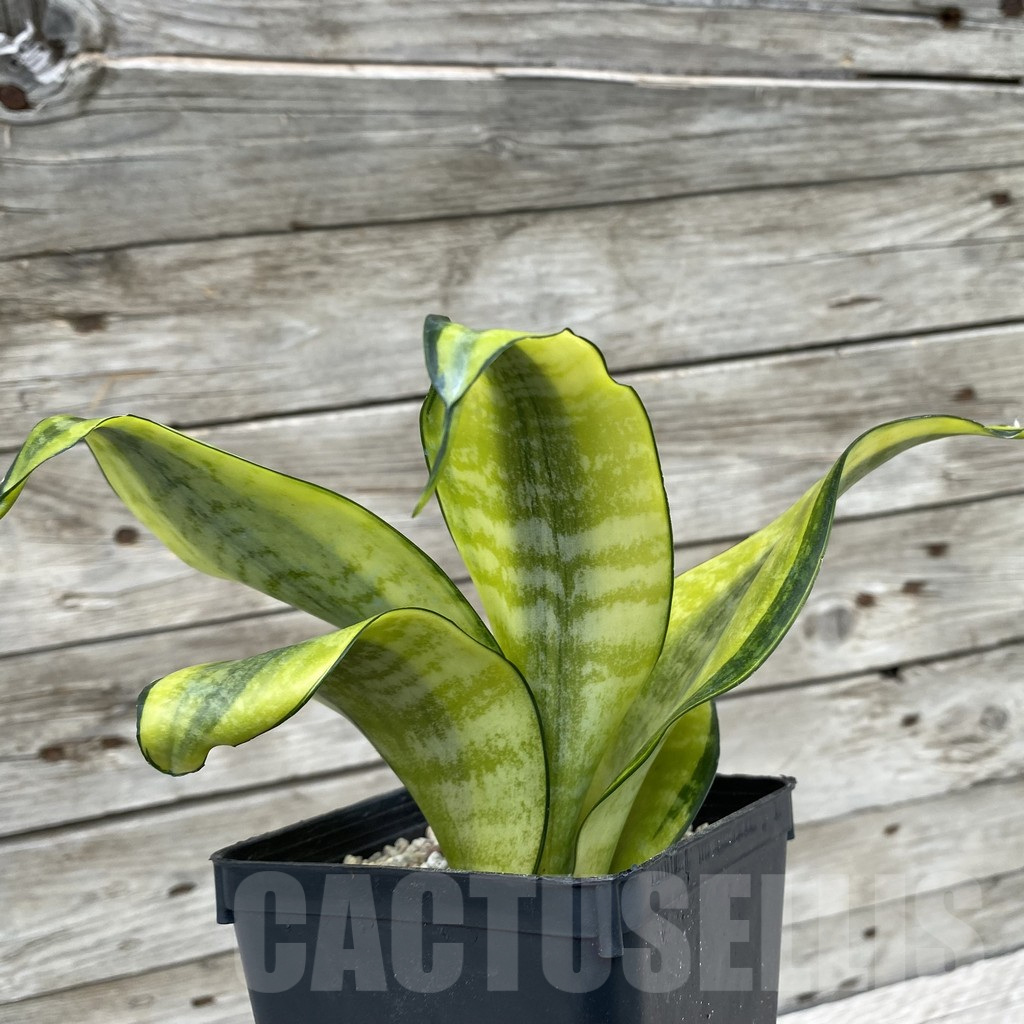 SH6596 Sansevieria ‘Futura Gold’ - Image 2