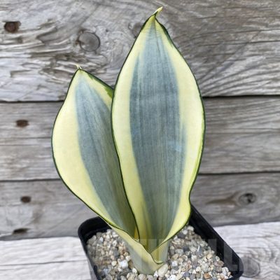 SH6543 Sansevieria ‘Splash’