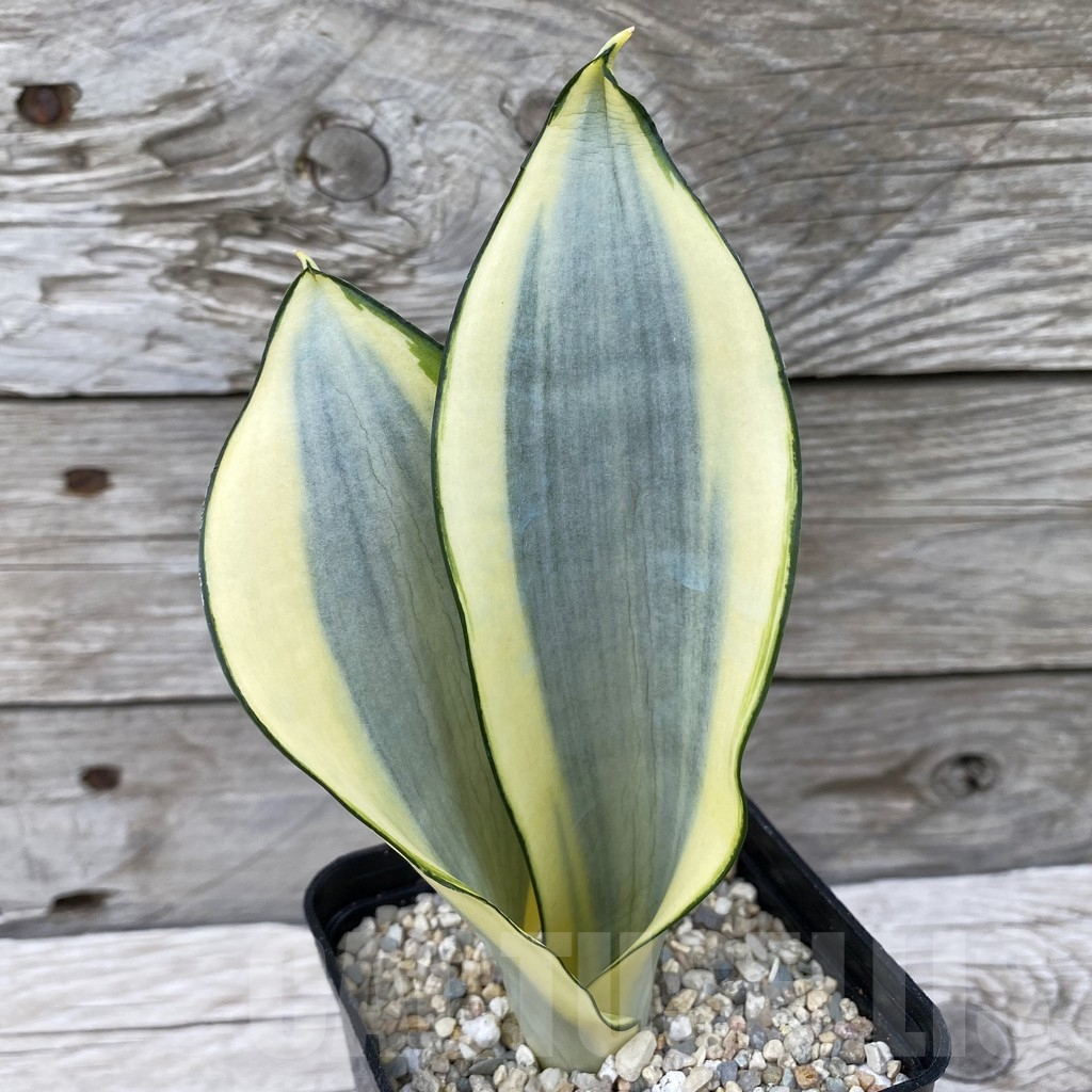SH6543 Sansevieria ‘Splash’