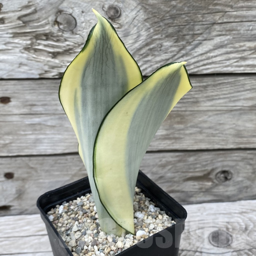 SH6543 Sansevieria ‘Splash’ - Image 2