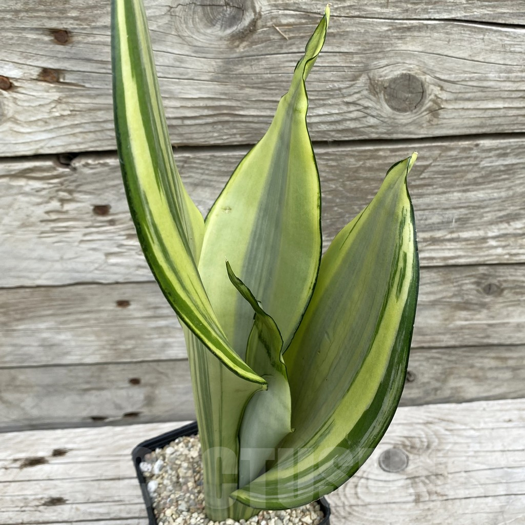 SH6551 Sansevieria trifasciata 'Moonshine'