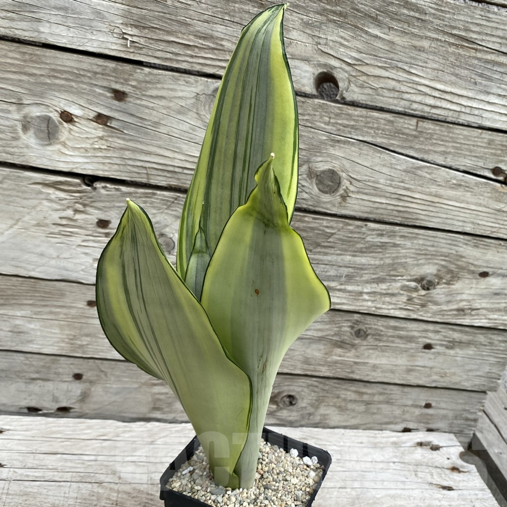 SH6551 Sansevieria trifasciata 'Moonshine' - Image 2