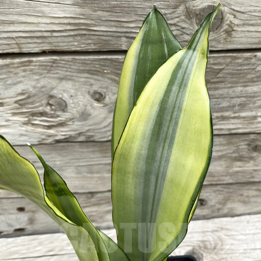 SH6552 Sansevieria trifasciata 'Moonshine'