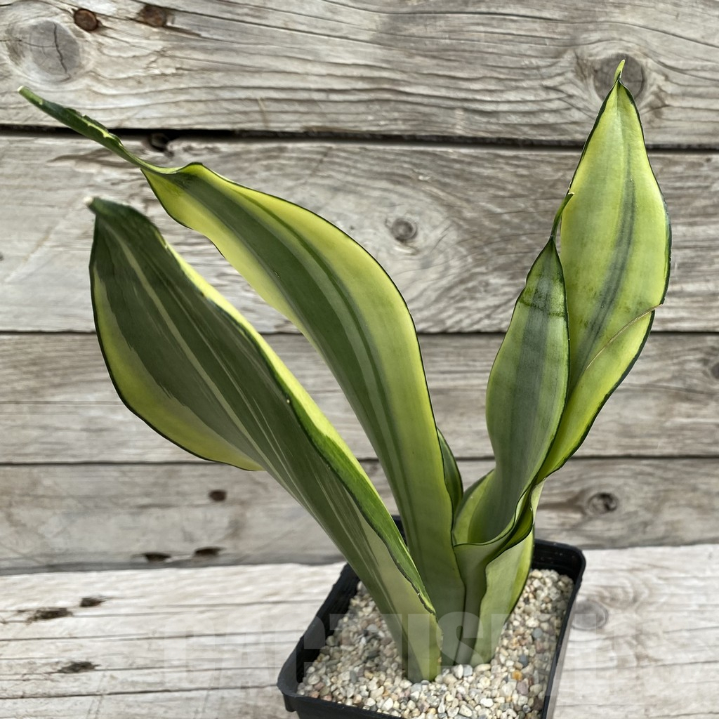 SH6552 Sansevieria trifasciata 'Moonshine' - Image 2