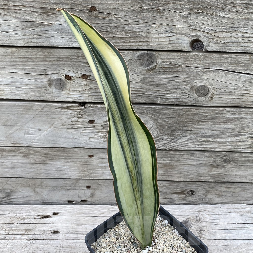 SH6538 Sansevieria ‘Masoniana’ white - Image 2