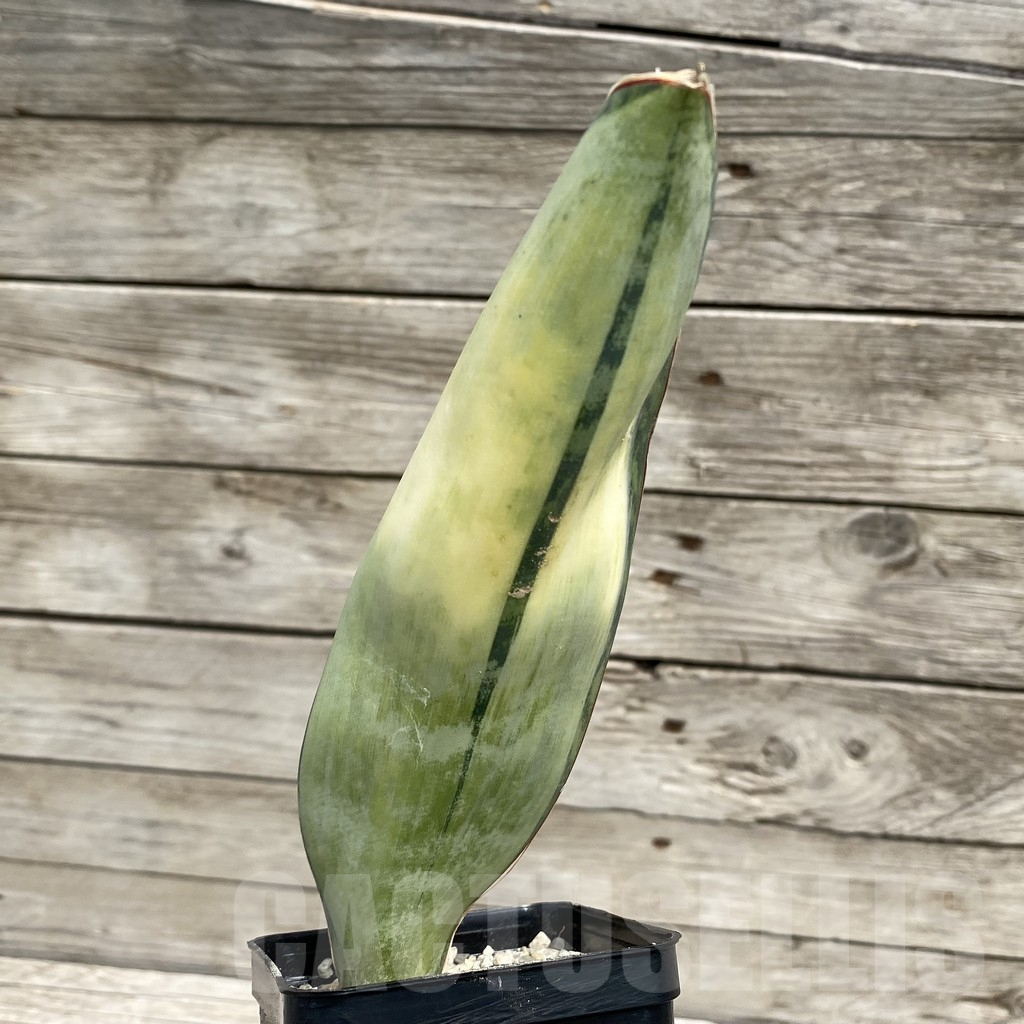 SH6556 Sansevieria ‘Masoniana’ white - Image 2