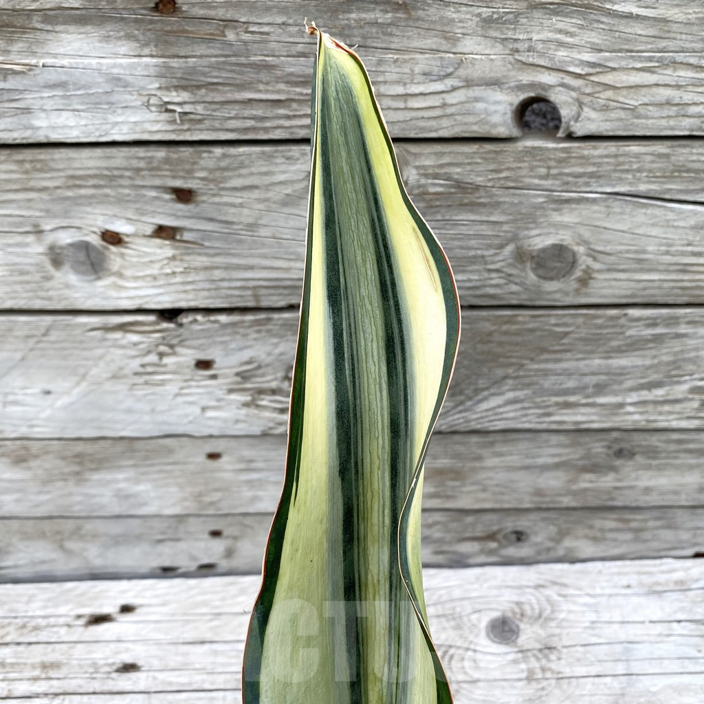 SH6538 Sansevieria ‘Masoniana’ white - Image 3