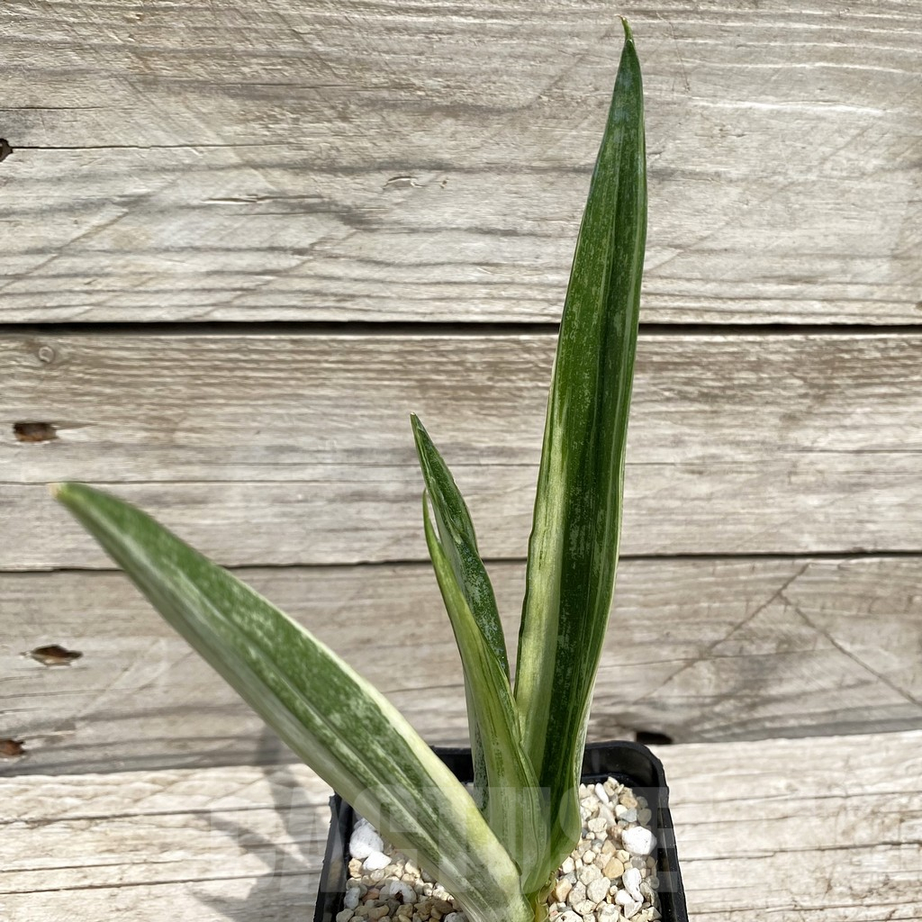 SH6564 Sansevieria ‘Beauty Sensation’ f. variegata
