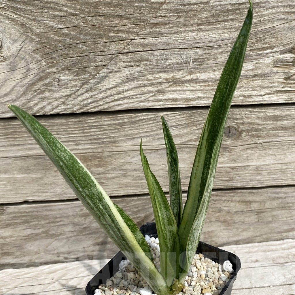 SH6564 Sansevieria ‘Beauty Sensation’ f. variegata - Image 2