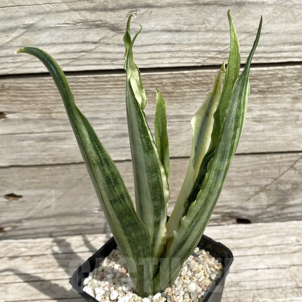 SH6565 Sansevieria ‘Beauty Sensation’ f. variegata