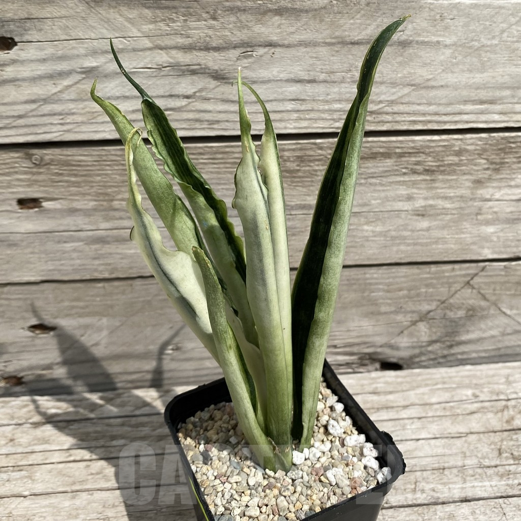 SH6565 Sansevieria ‘Beauty Sensation’ f. variegata - Image 2
