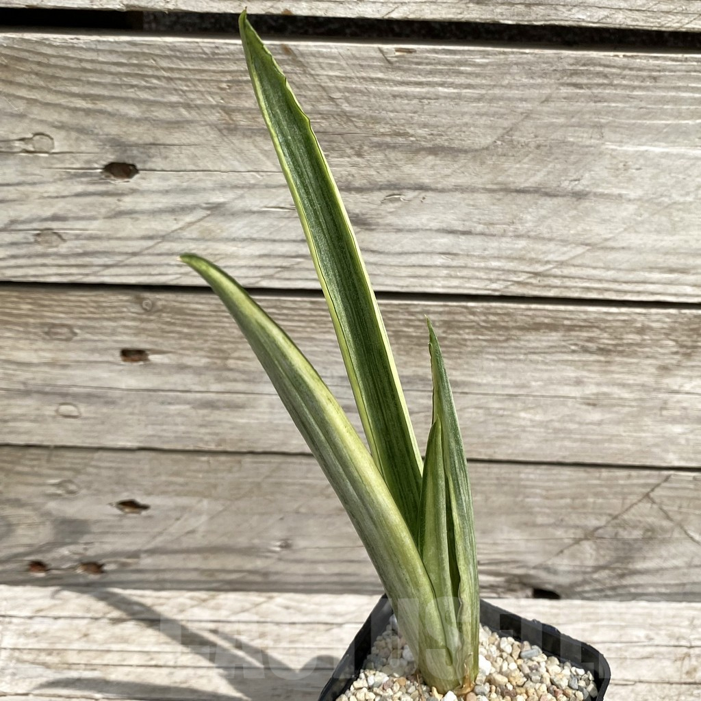 SH6566 Sansevieria ‘Beauty Sensation’ f. variegata