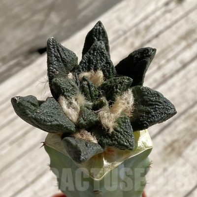 SH6632 Ariocarpus scapharostrus hybrid, grafted