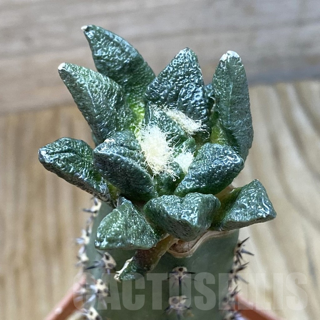 SH6634 Ariocarpus scapharostrus hybrid, grafted
