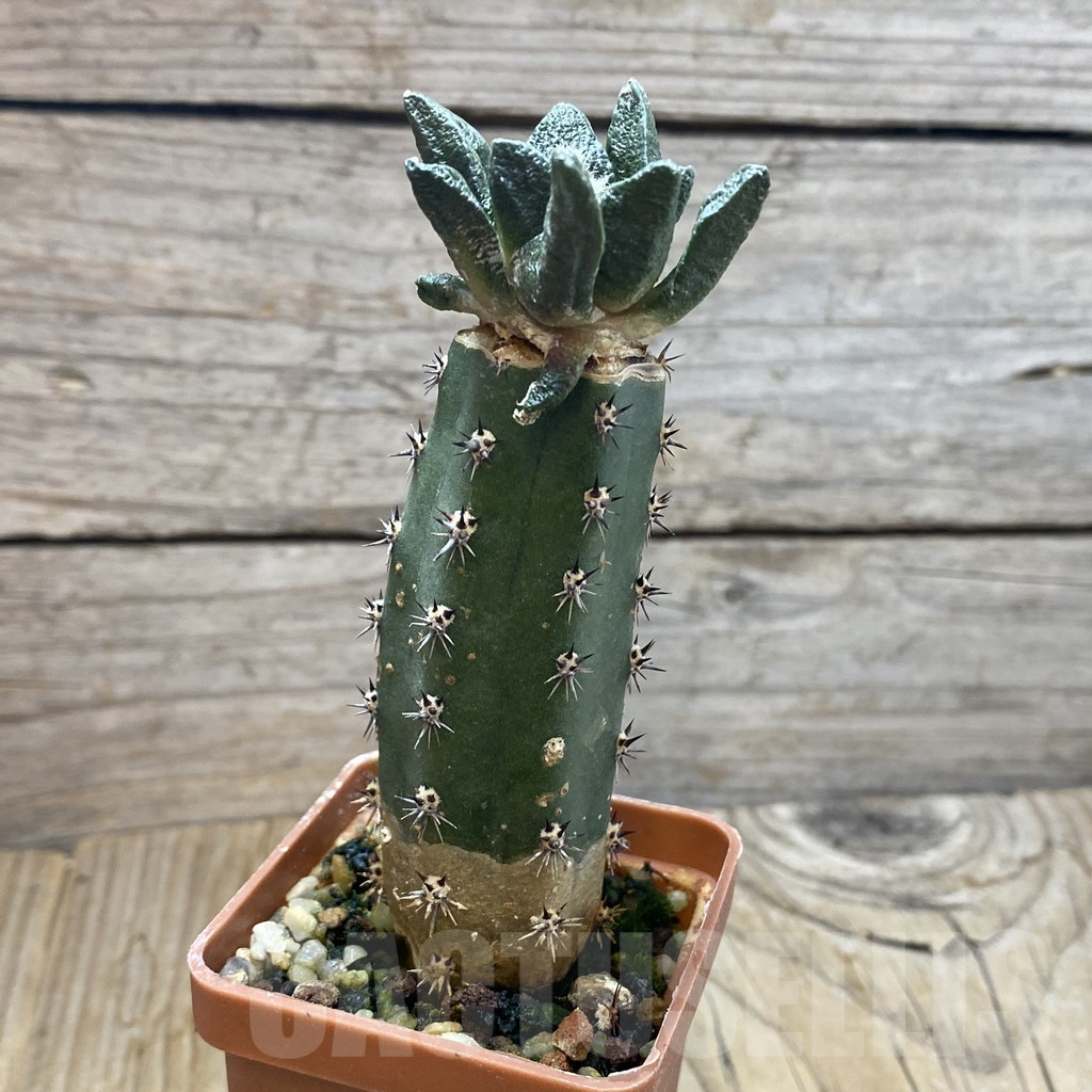 SH6634 Ariocarpus scapharostrus hybrid, grafted - Image 2