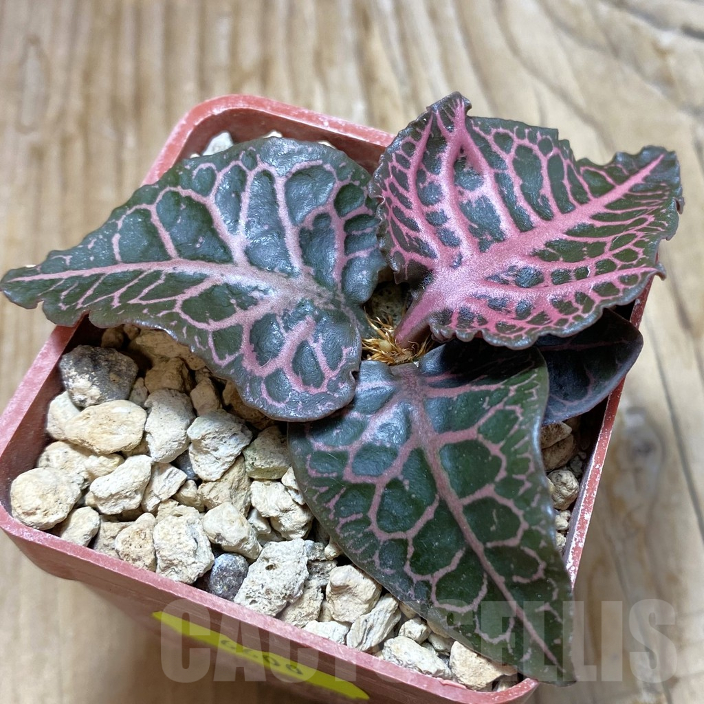 SH6600 Euphorbia francoisii hybrid - Image 2