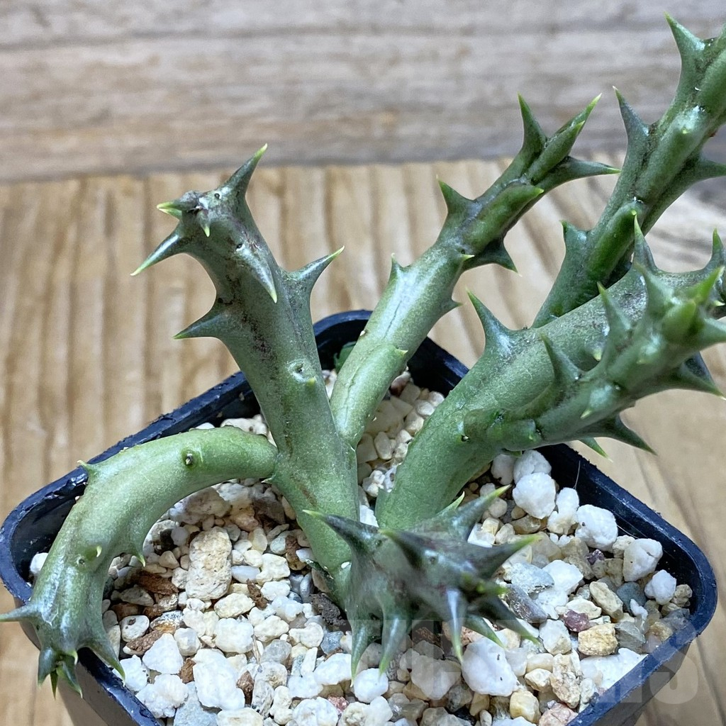 SH6638 Orbea dummeri 41742
