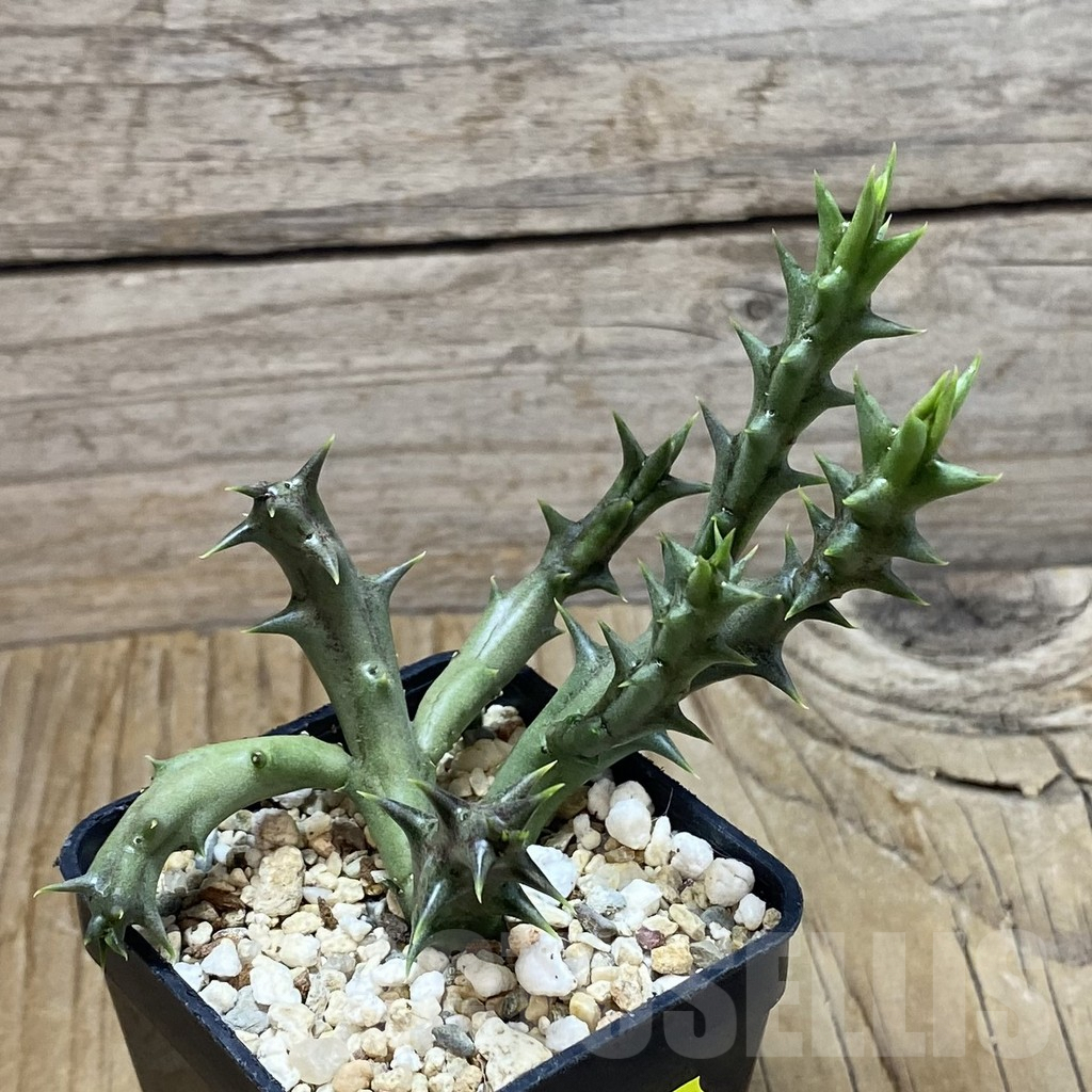 SH6638 Orbea dummeri 41742 - Image 2