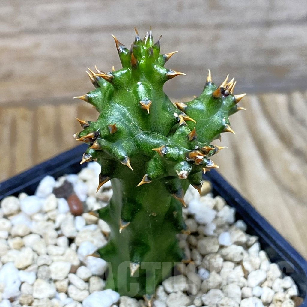 SH6639 Edithcolea grandis