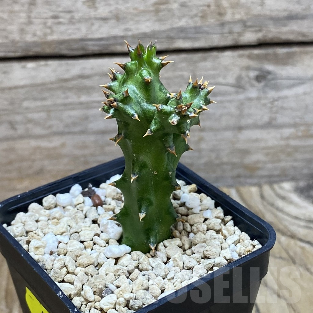 SH6639 Edithcolea grandis - Image 2