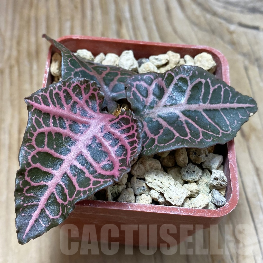 SH6600 Euphorbia francoisii hybrid