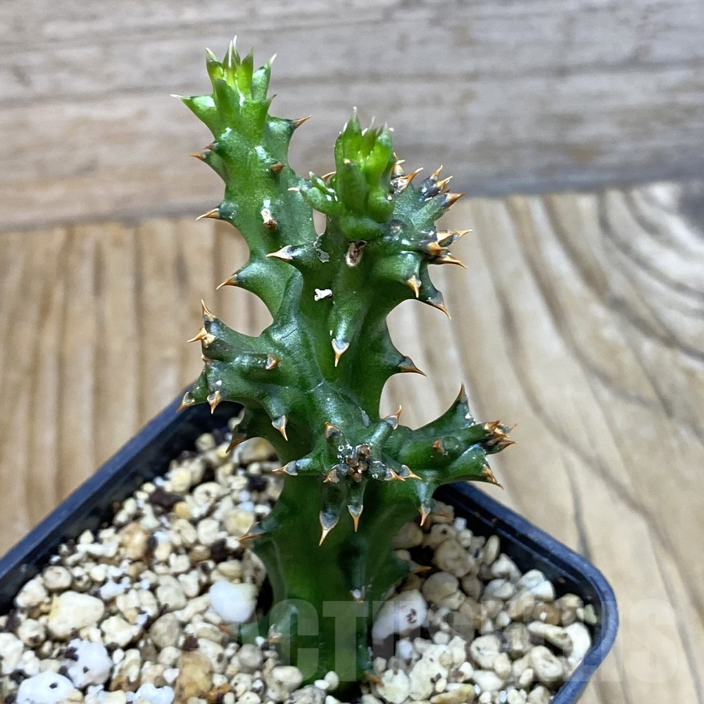 SH6640 Edithcolea grandis