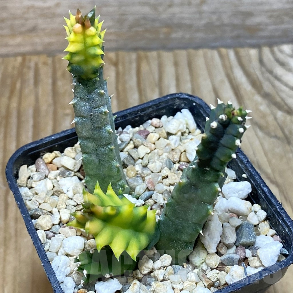 SH6641 Huernia zebrina f. variegata