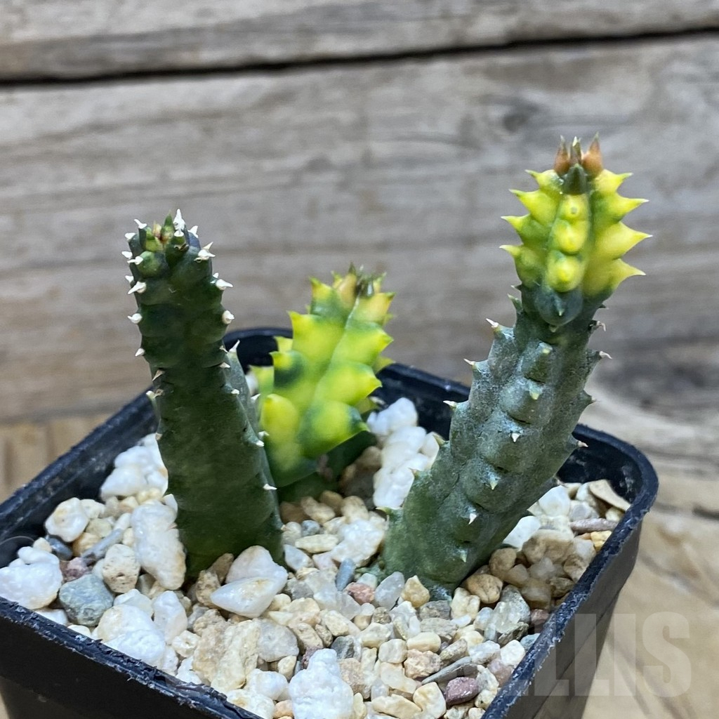 SH6641 Huernia zebrina f. variegata - Image 2
