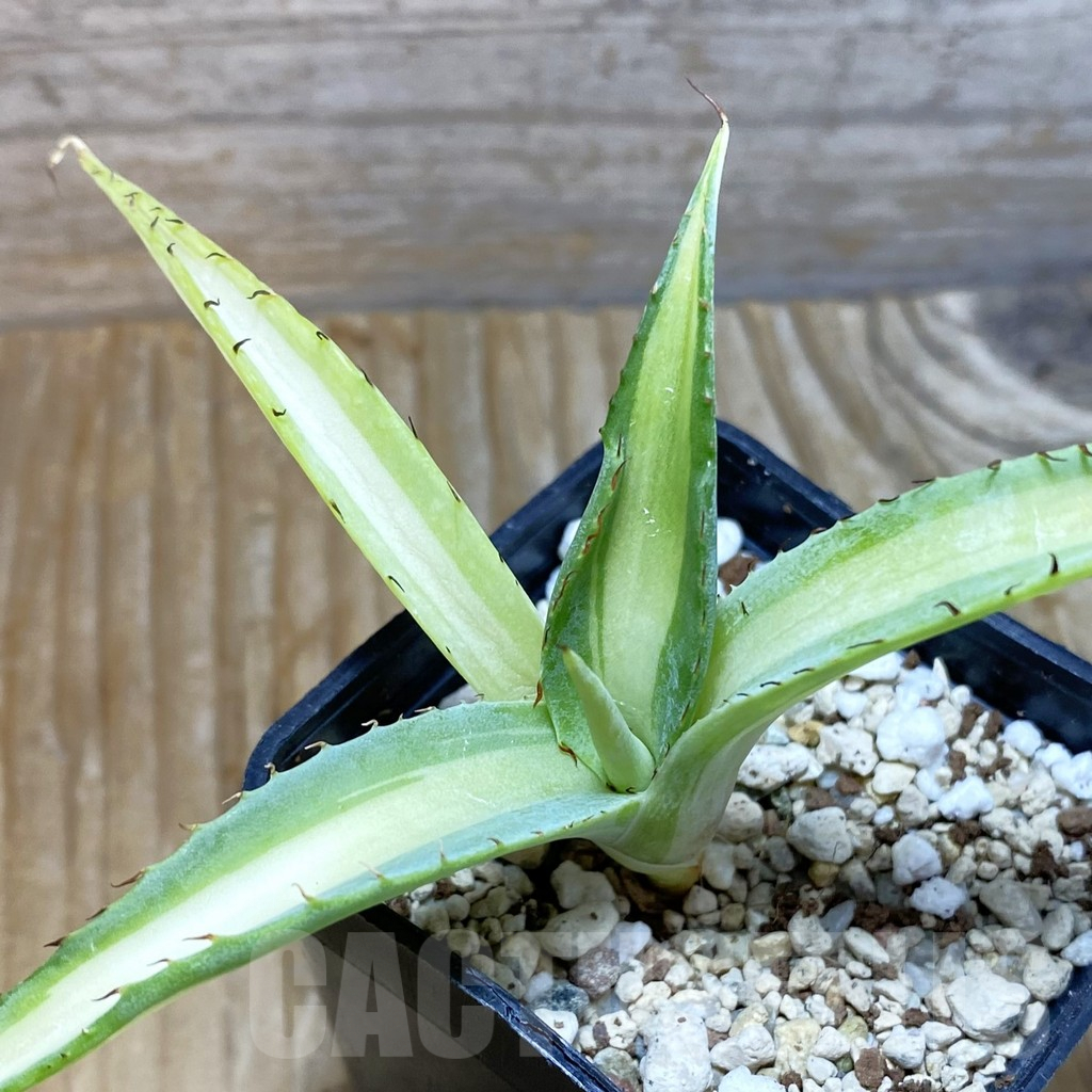 SH6645 Agave guiengola ‘Mediopicta’