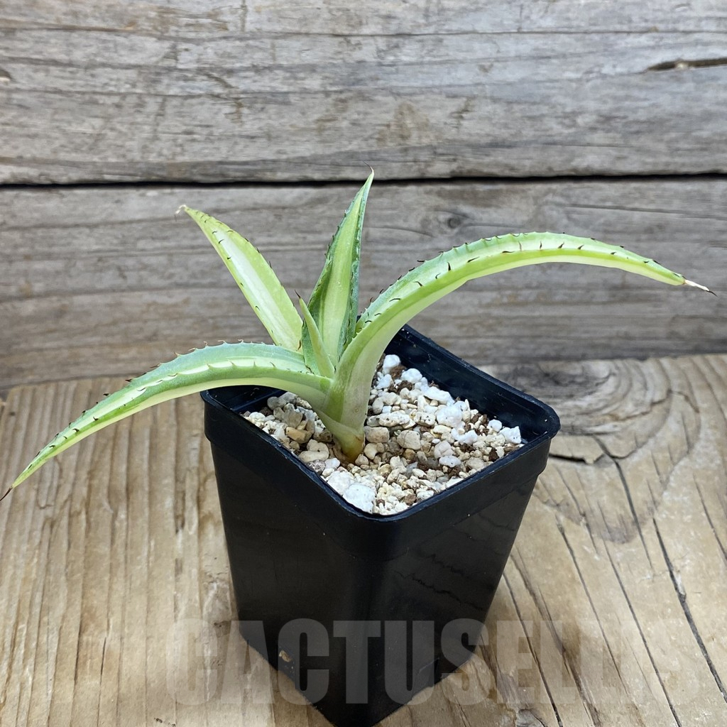 SH6645 Agave guiengola ‘Mediopicta’ - Image 2