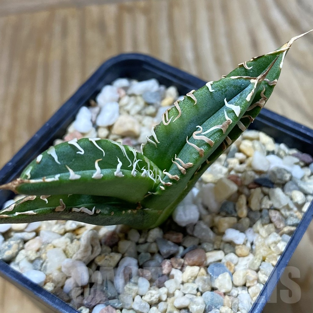 SH6646 Agave titanota ‘Sierra Mixteca’