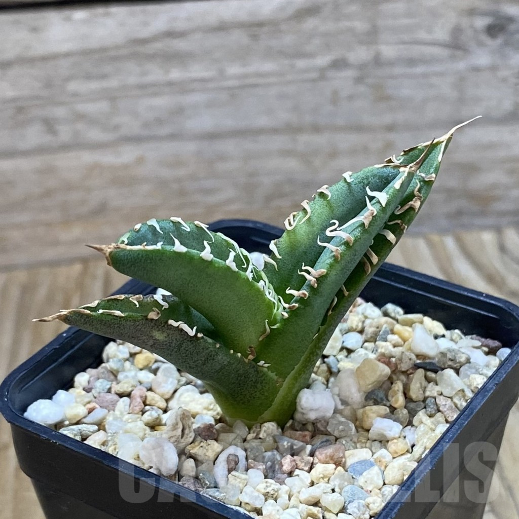 SH6646 Agave titanota ‘Sierra Mixteca’ - Image 2
