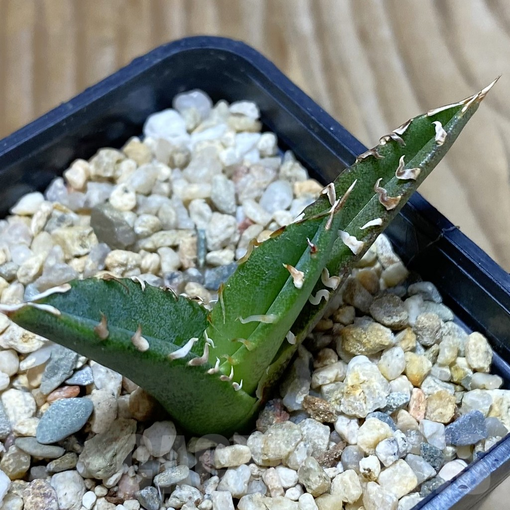 SH6647 Agave titanota ‘Sierra Mixteca’