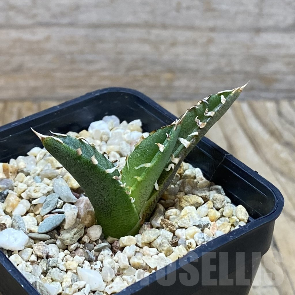 SH6647 Agave titanota ‘Sierra Mixteca’ - Image 2