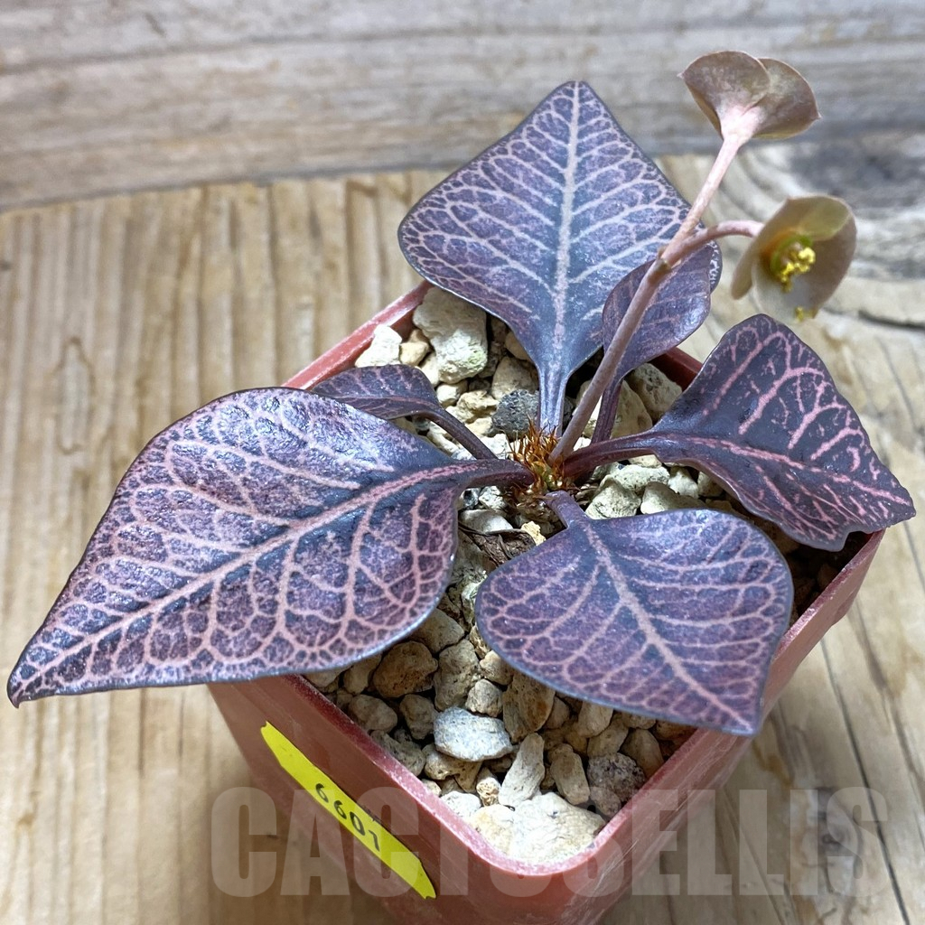 SH6601 Euphorbia francoisii hybrid