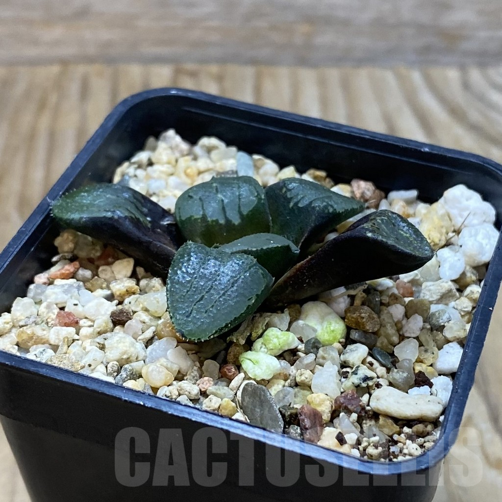 SH6650 Haworthia comptoniana x springbokvlakensis - Image 2