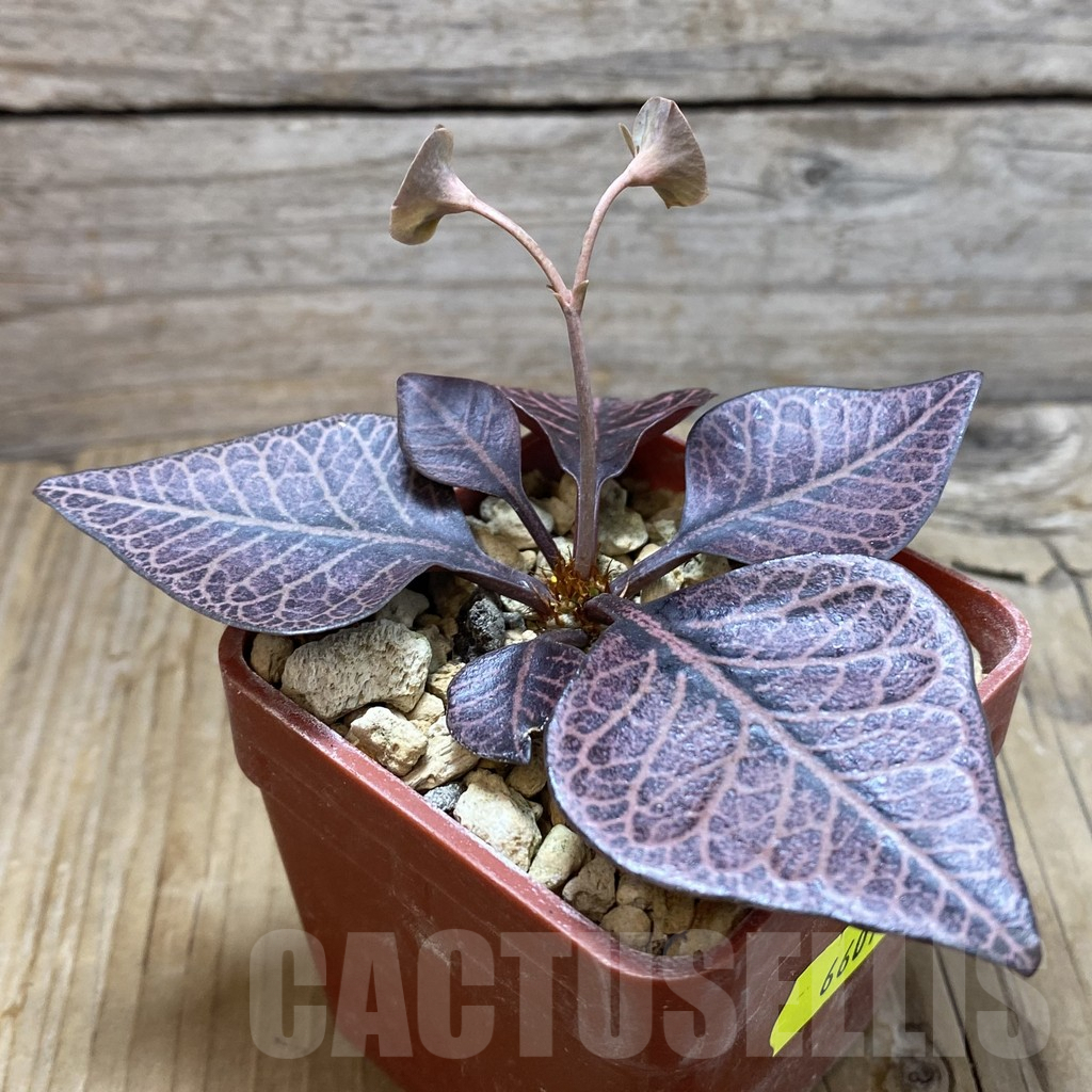 SH6601 Euphorbia francoisii hybrid - Image 2