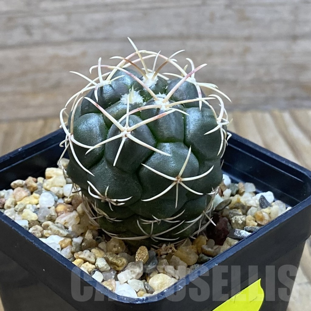 SH6653 Thelocactus hexaedrophorus - Image 2