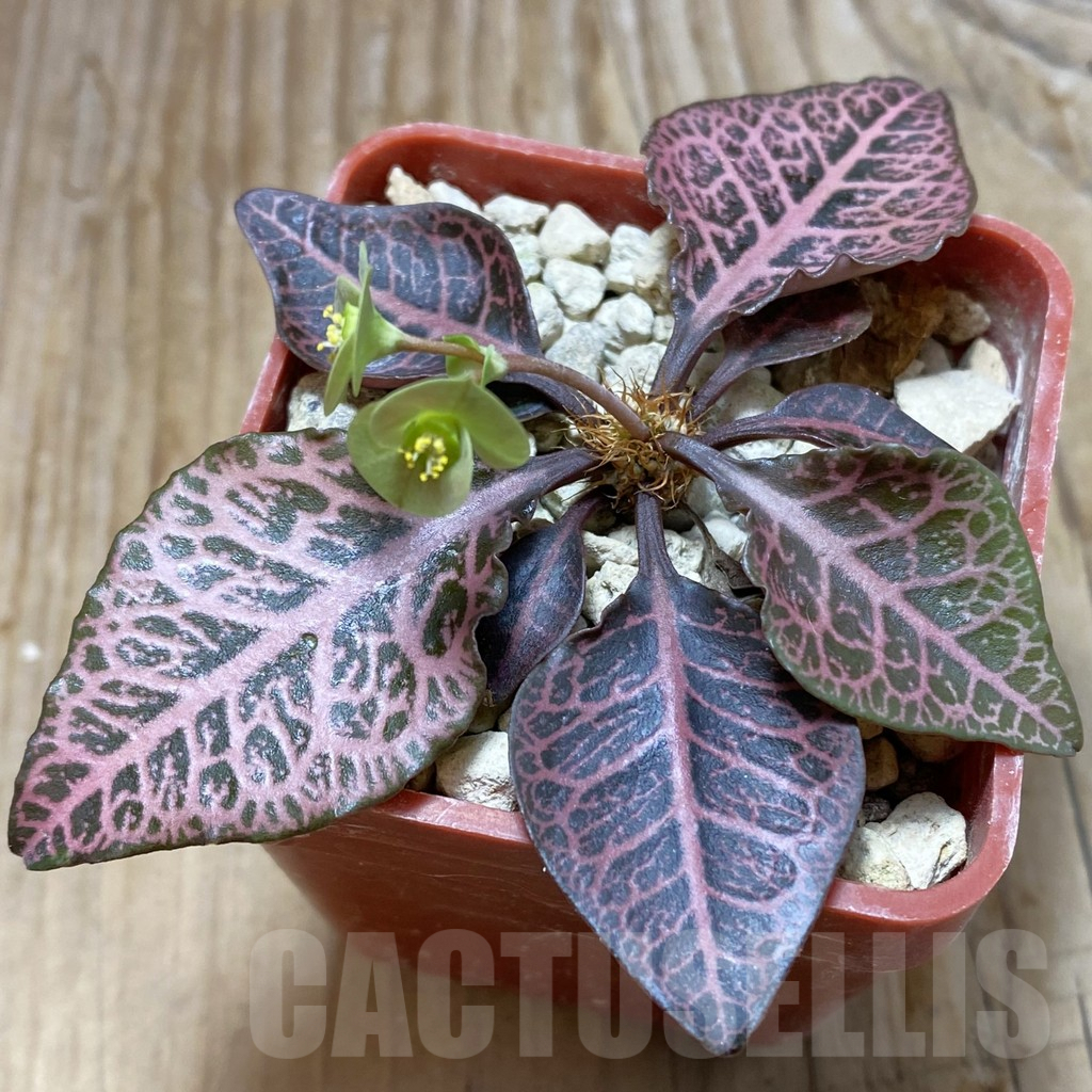 SH6597 Euphorbia francoisii hybrid
