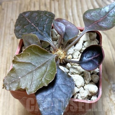 SH6605 Euphorbia francoisii hybrid