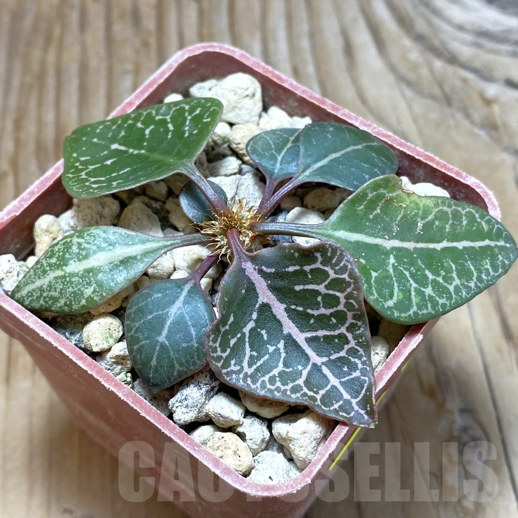 SH6606 Euphorbia francoisii hybrid