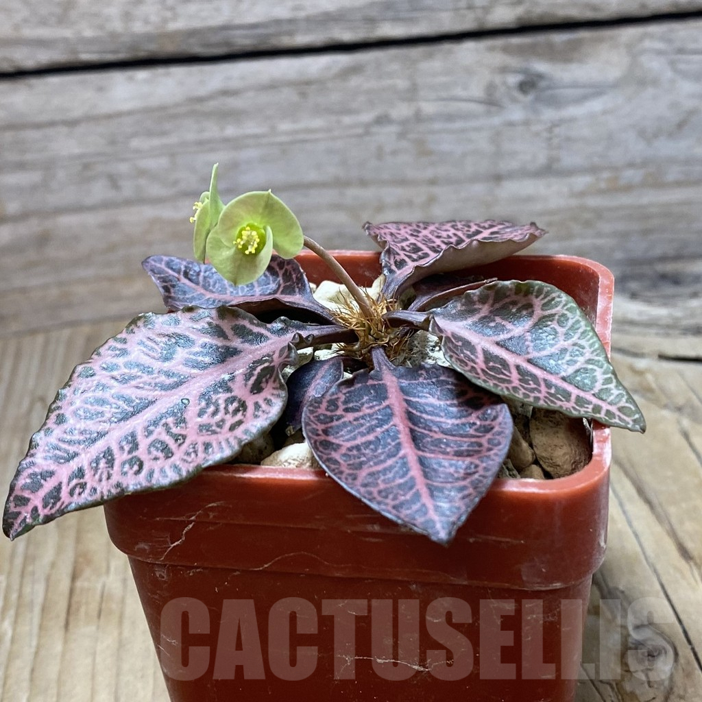 SH6597 Euphorbia francoisii hybrid - Image 2