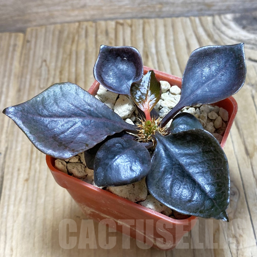 SH6607 Euphorbia francoisii hybrid
