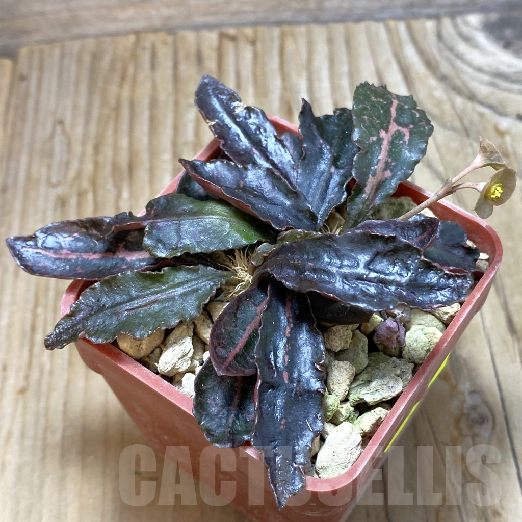 SH6608 Euphorbia francoisii hybrid - Image 2