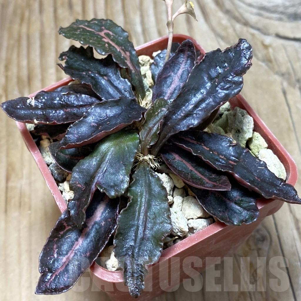 SH6608 Euphorbia francoisii hybrid