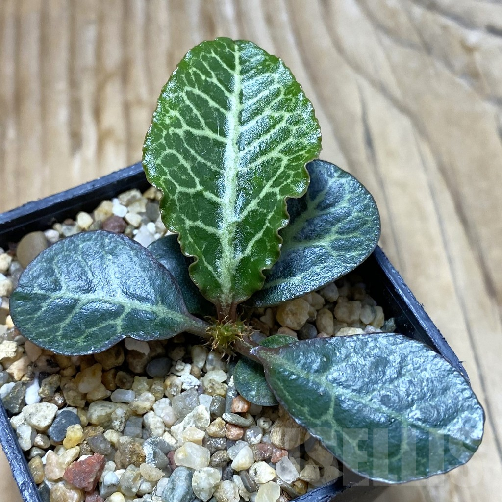 SH6609 Euphorbia francoisii hybrid